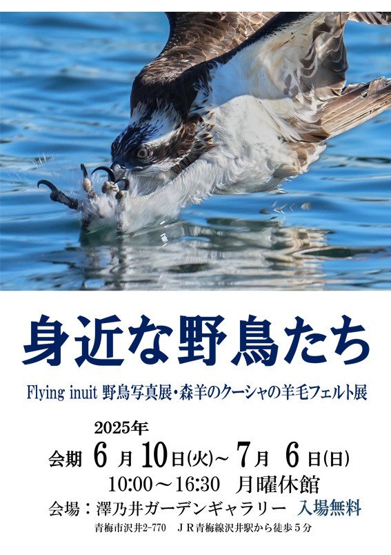 身近な野鳥たち