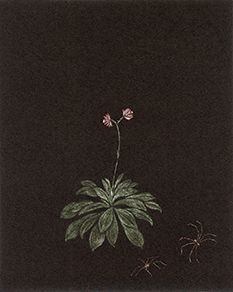 都竹聖子遺作展　-小さきものらを寿く（ことほぐ）-