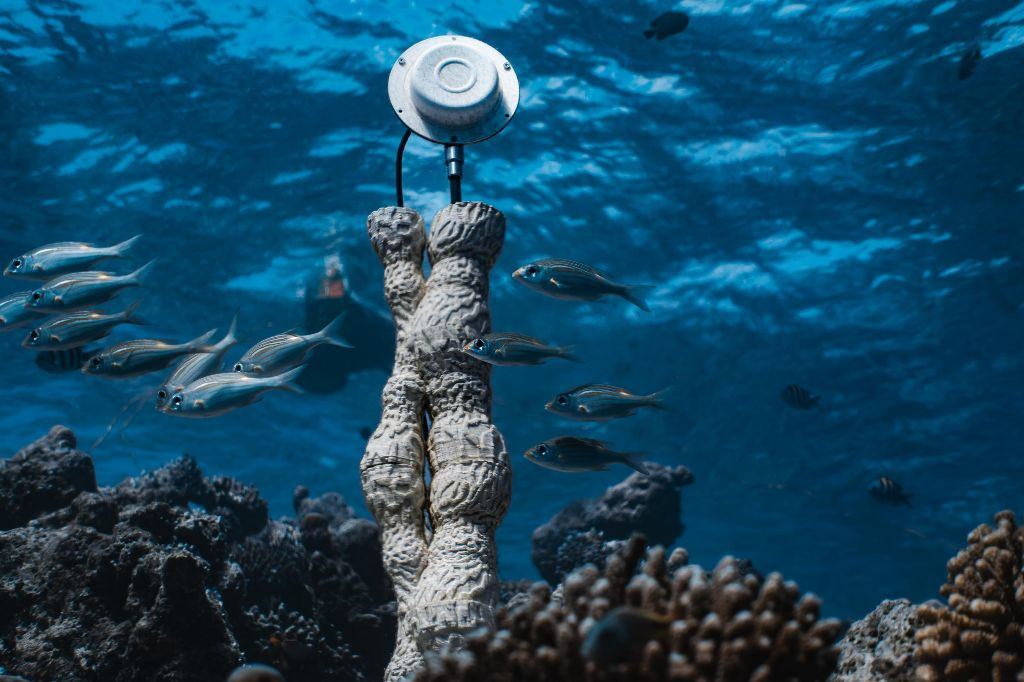 CORAL SONIC RESILIENCE