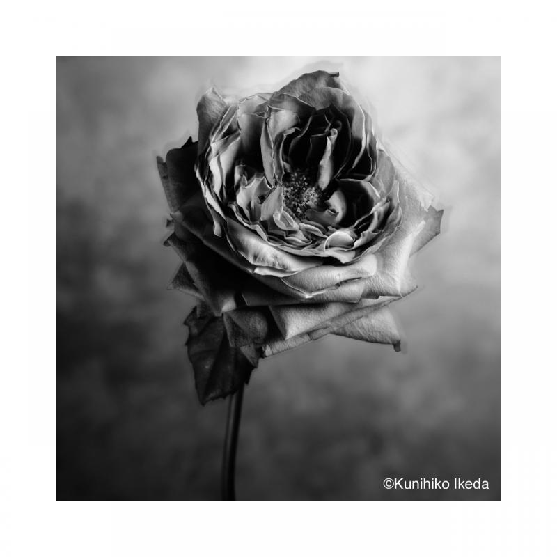 MONOCHROSE