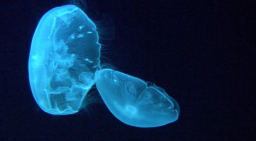 岩澤有徑展