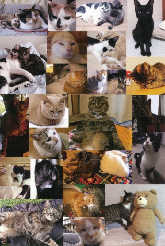 ねこバカ展