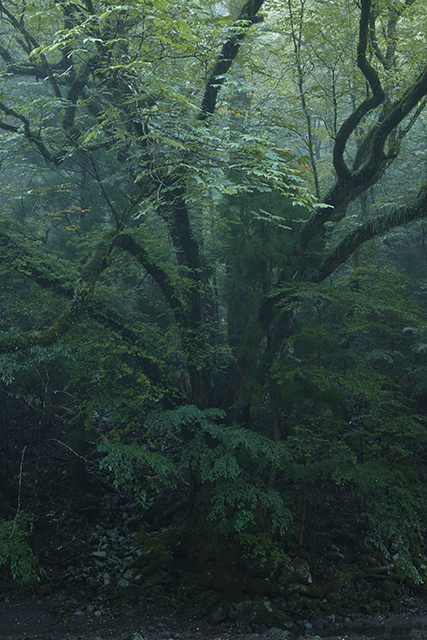 奥野 竹男 写真展 森から「トチノキ」