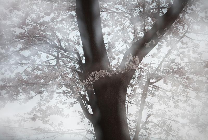 Tsuruko写真展『桜 SAKURA』
