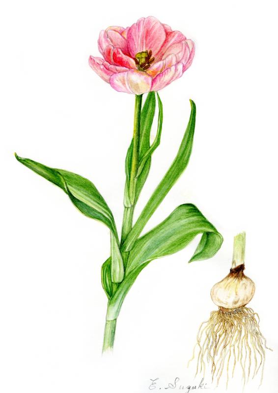植物画『ハルジオン』