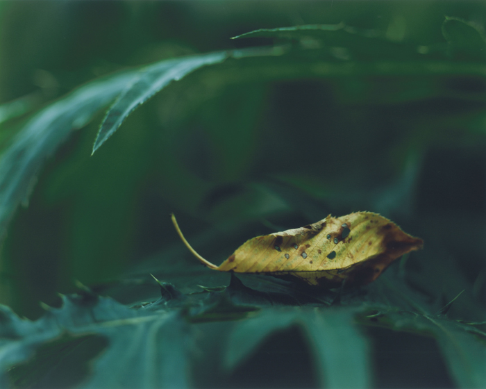 早川倫永写真展「Green believer」