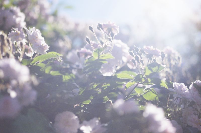 蜷川実花 うつくしい日々