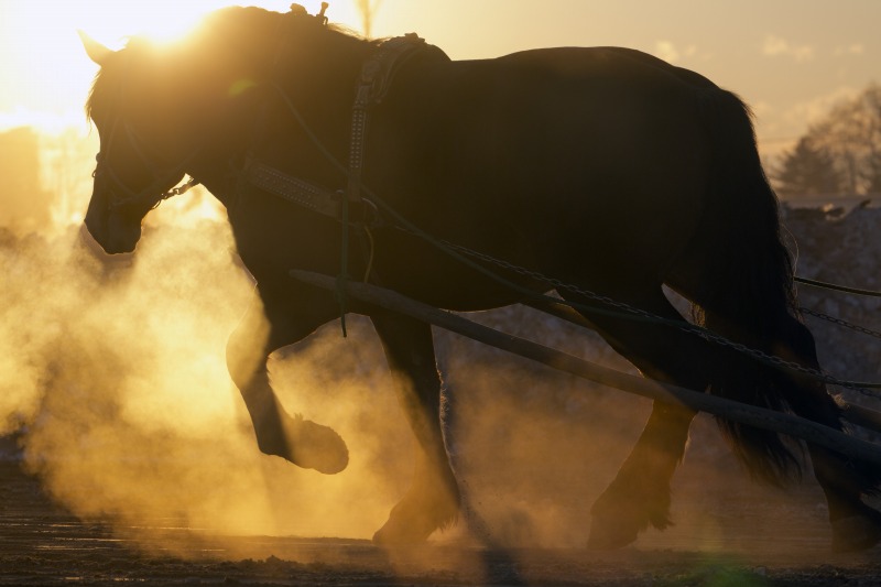 臼井愛子写真展「輓曳 -World’s only horse racing-」