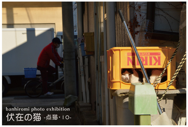 ばんひろみ個展「伏在の猫 -点猫・10-」