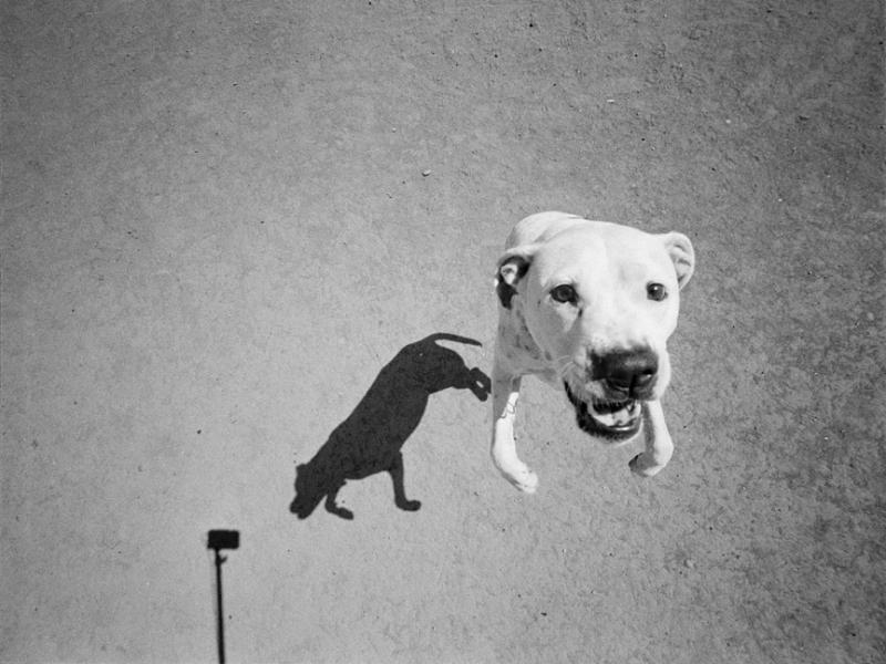 観照空蓮房トーマス・ロマ「犬」—Mondo Cane—photographs