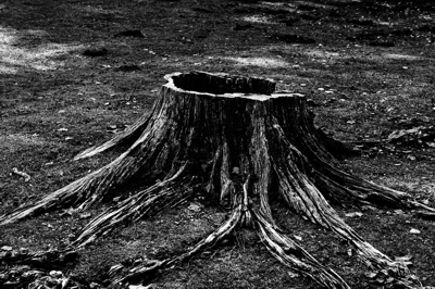 堀内孝平 写真展 『樹命』