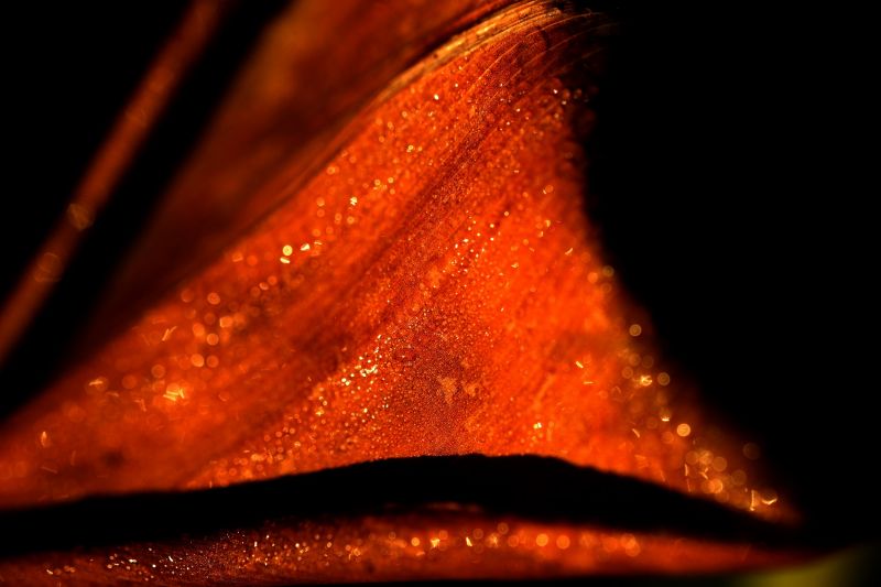 竹洞賢二写真展 「Naked Colors」