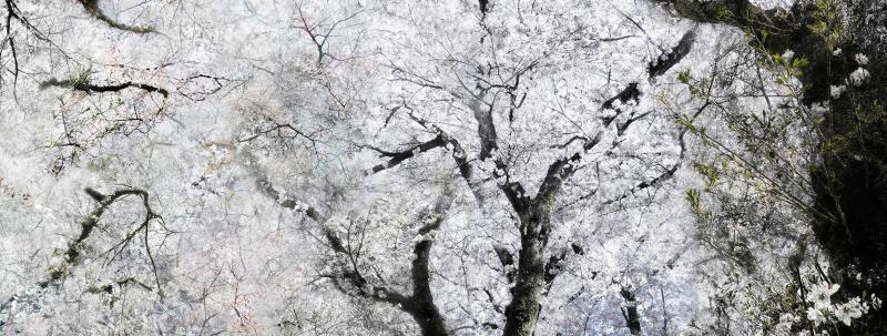 Kiiro 新作個展 『SAKURA』