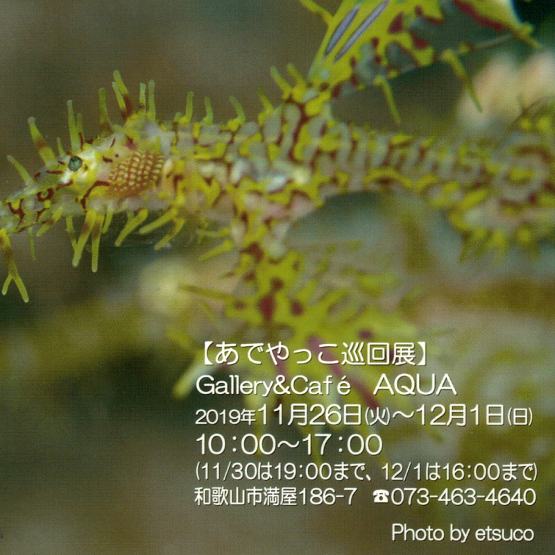 あでやっこ水中写真巡回展