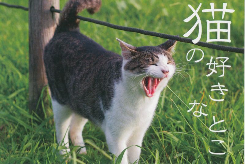 吉祥寺ねこ祭り2016　猫の好きなとこ　かざままゆみ