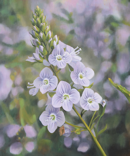よそもんの花