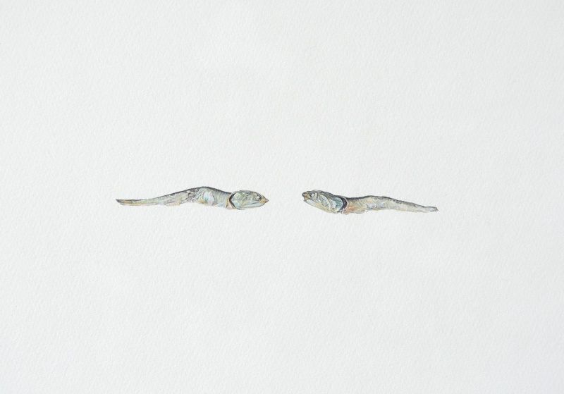 にぼしとハルジオン　上田智之個展
