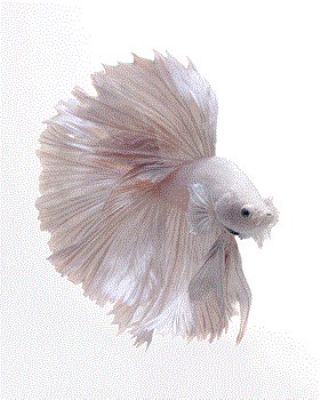 ヴィサルート・アンカタワニット「ベタ」展
