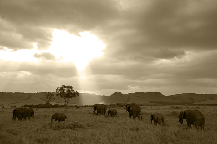 藤川靖彦写真展「SAVANNA HOT-LINE」