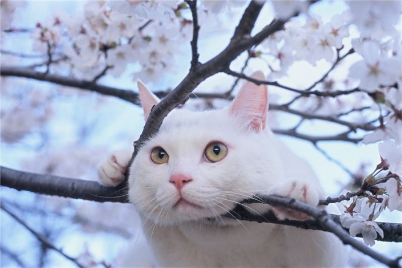 岩合光昭写真展 ねこづくし