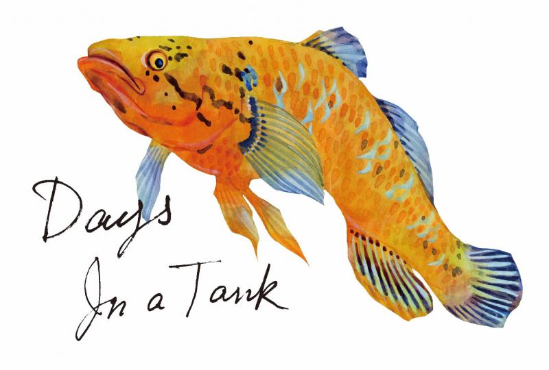 長嶋祐成　"Days in a Tank"