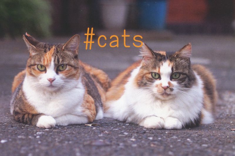 #cats　かざままゆみ写真展