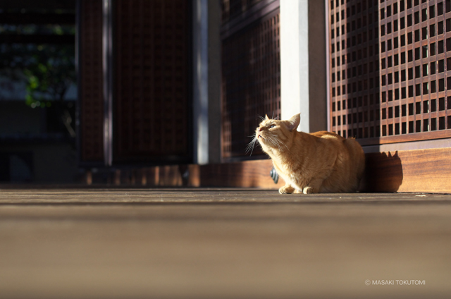 第8回公募展「ねこ展」