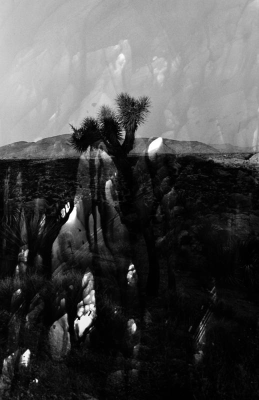 岸 幸太写真展“Joshua tree”