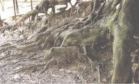 谷口正彦写真展 『地底のバロック』