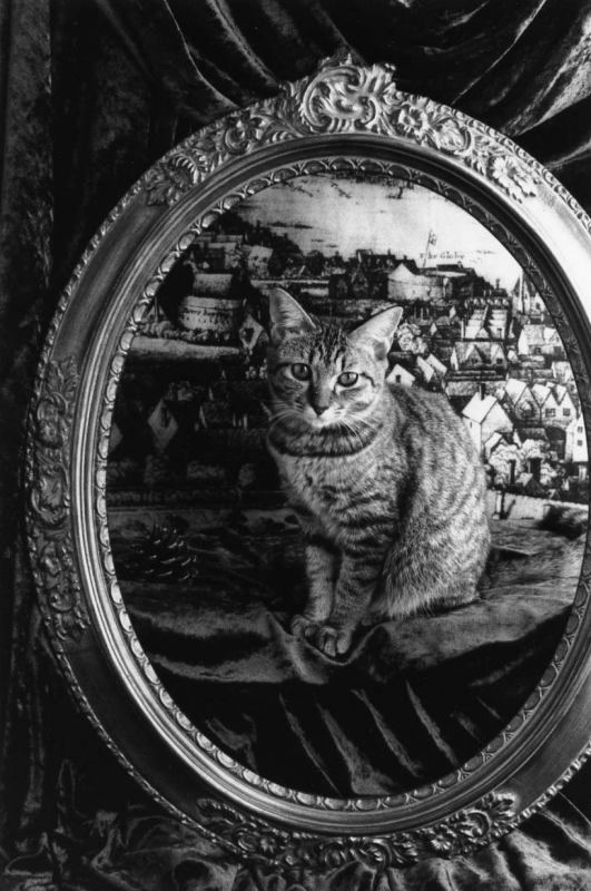 上野昌子写真展　『cat theater』