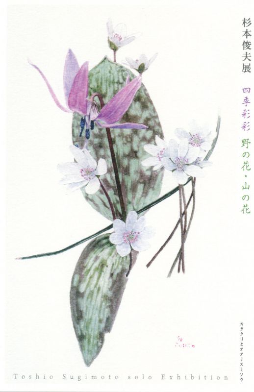 杉本俊夫展　四季彩彩　野の花・山の花