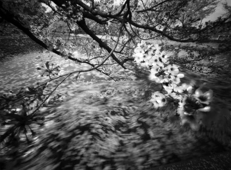ARAMASA Taku photographs 2011 ARAMASA 'SAKURA  black box & black room