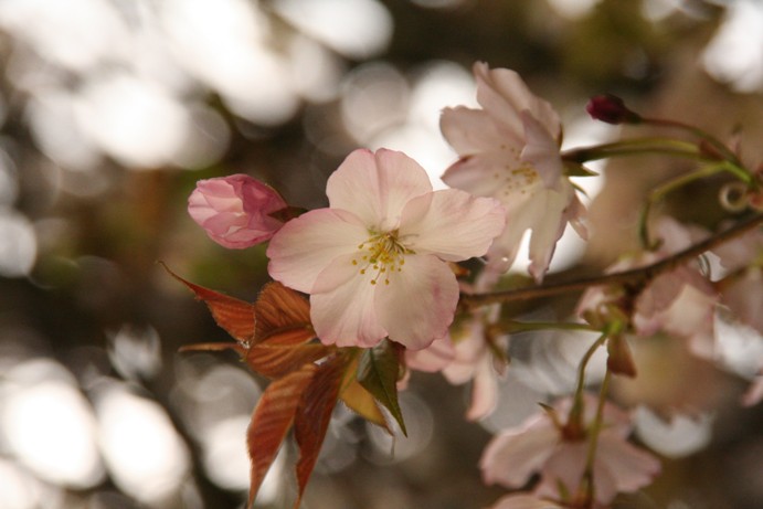 平野蘭　「雪月花・桜節季」