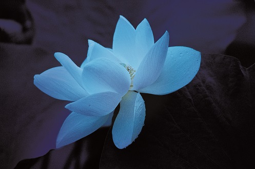 内藤忠行 展　Blue Lotus
