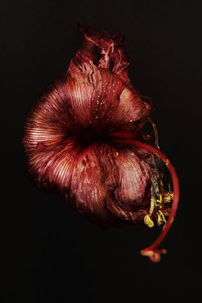 谷敦志個展「花」