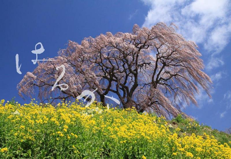 はるか　～春の写真展～　　　荒良英 個展