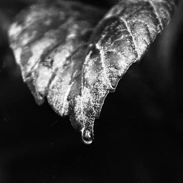 末田能久写真展「狸のあしあと vol.2」