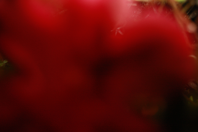 大島尚悟写真展 「O.N. Affect Memory」