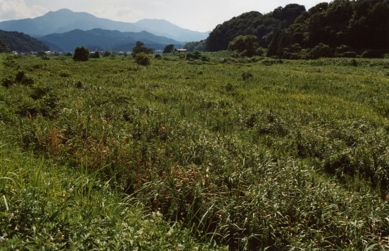 本庄佑真「夏の日、山陰で」