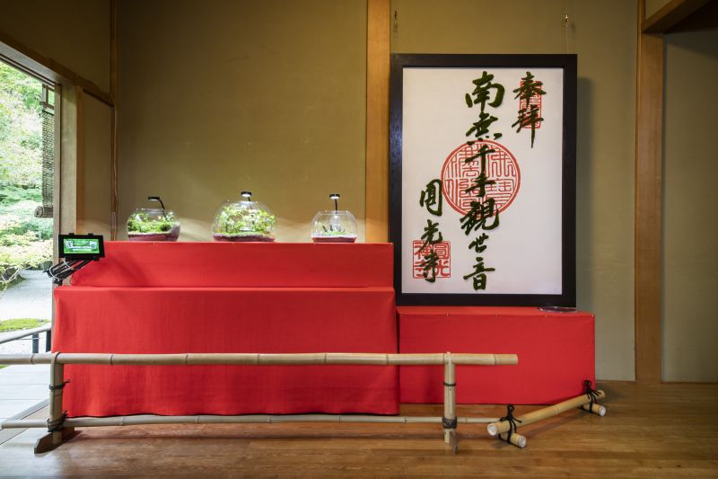 「そうだ 京都、行こう。」2018年初秋「モシュ印・コケ寺リウム」圓光寺