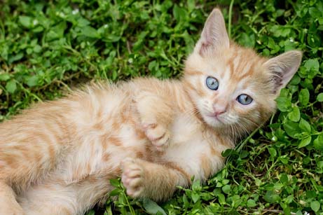 林勇気展『私は猫を猫として認識する』