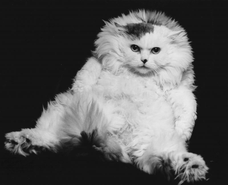 榊原俊寿写真展『猫の世界』