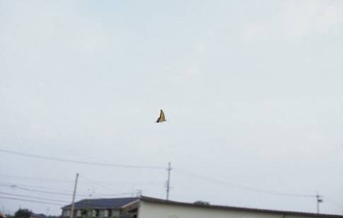 トヨダヒトシ　映像日記 / スライドショー  Hitoshi Toyoda　visual diary / slide show