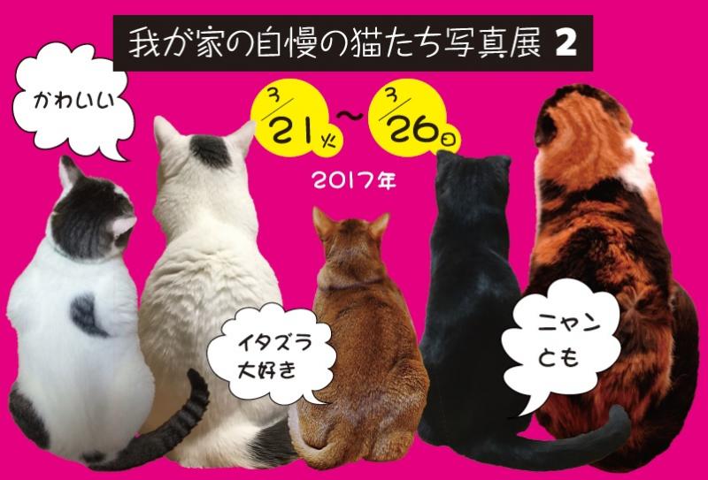 我が家の自慢の猫たち写真展２