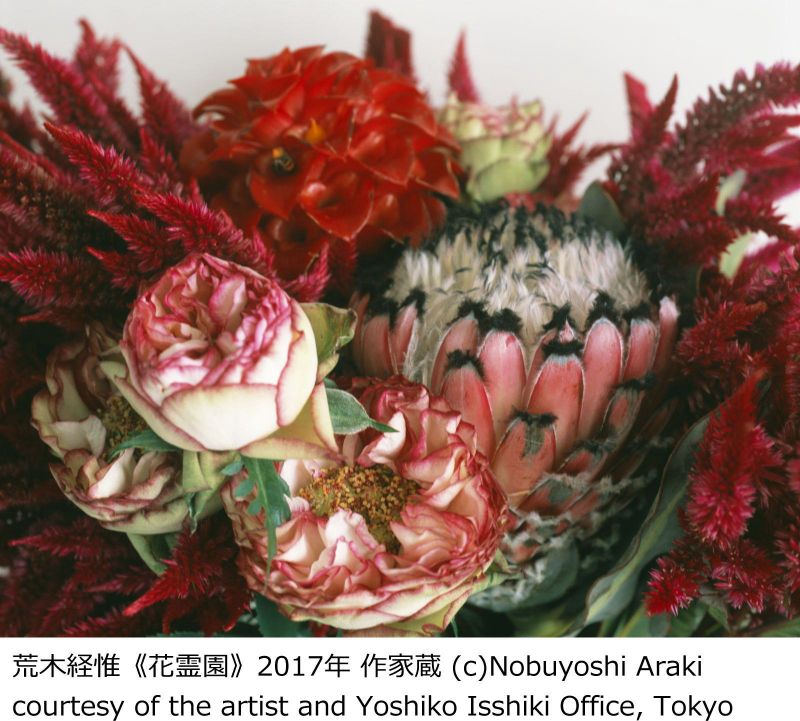 荒木経惟 私、写真。