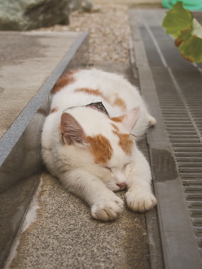 第8回　猫・ねこ写真展ＰＡＲＴ２