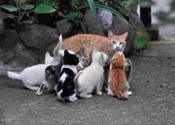 第4回　猫・ねこ写真展　PART1