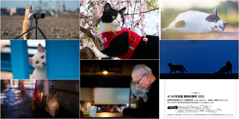 ネコの写真展 静岡呉服町 2022