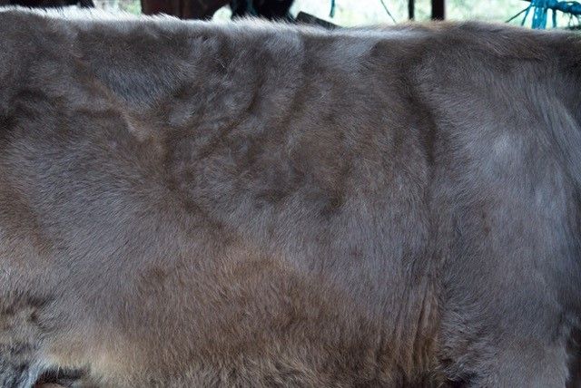寺田哲史 「Real Fur」