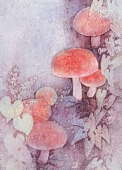 木下 美香 個展　 - きのこの森から -